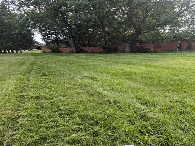 Long grass before cutting